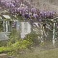 Jordan Wisteria - Study of the Long View