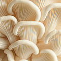 Marvelling the Mushroom - II