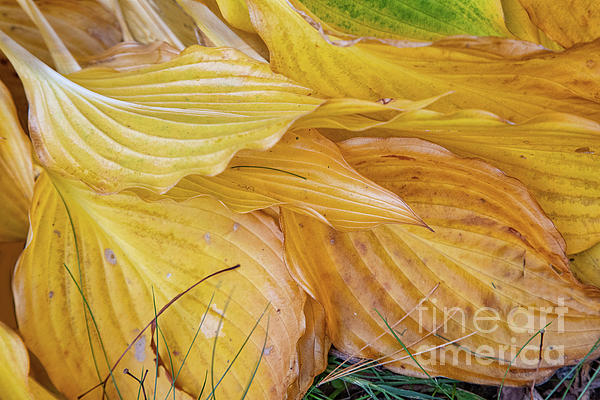 Time to Rest by Marilyn Cornwell Time to Rest by Marilyn Cornwell