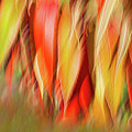 Autumns Feathers of Fire