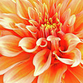 Dahlia in Orange