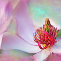 Magnolia Susan