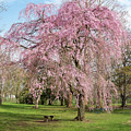 Niagara Weeping Cherry