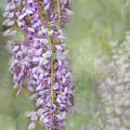 Spring Waltz of the Wisteria